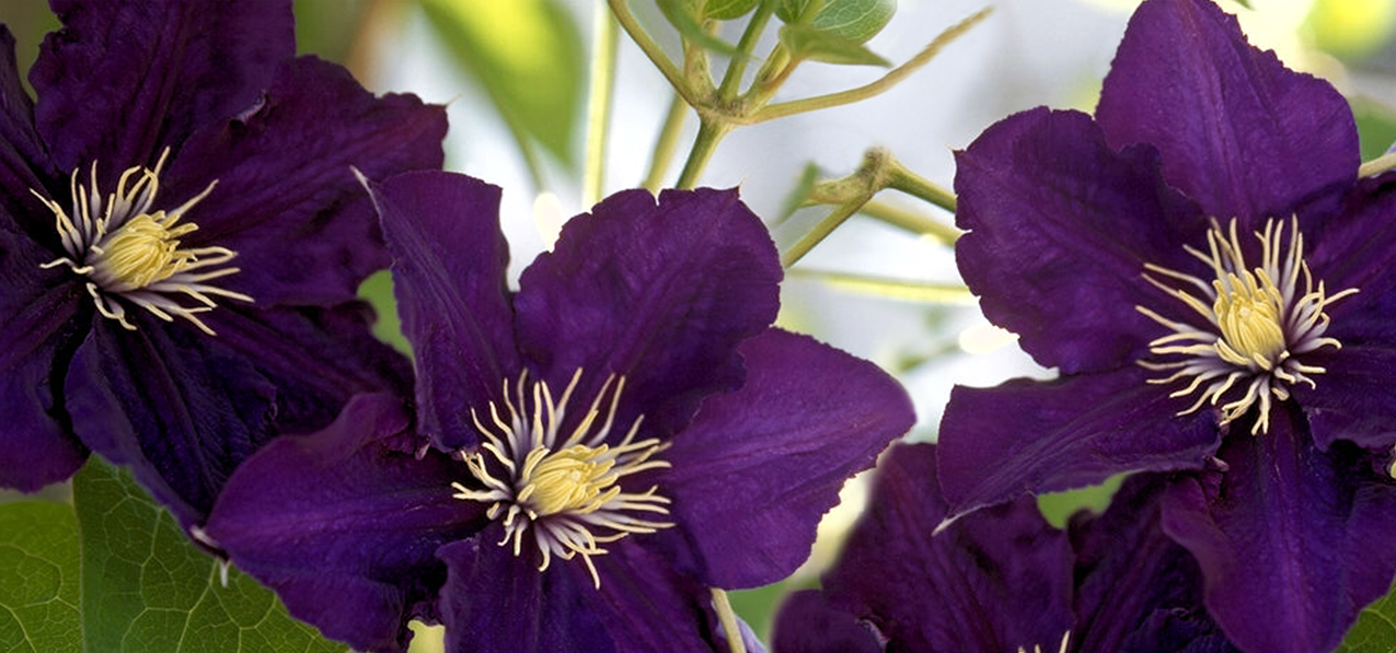 P-024 Purple Clematis